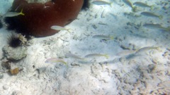 Yellowtail Snappers Juveniles (4